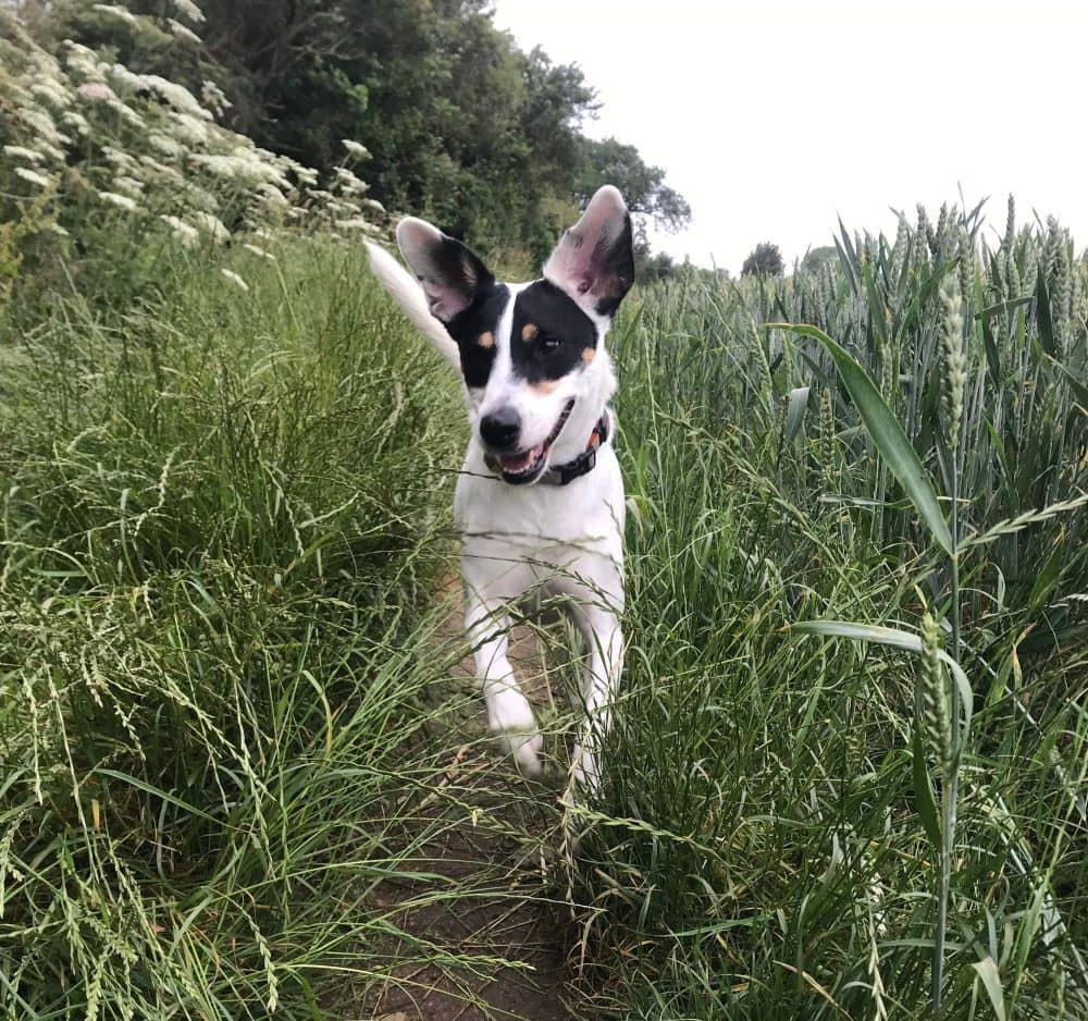A black and white dog running in tall grass.