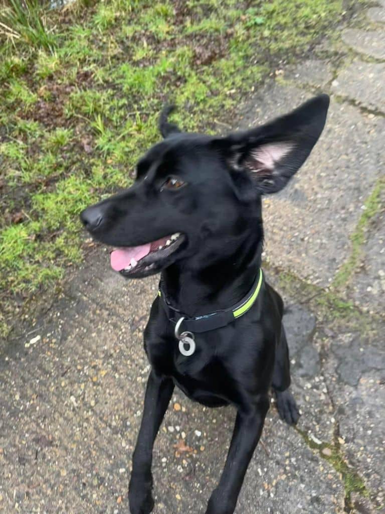 A black dog stading up on its hind legs.