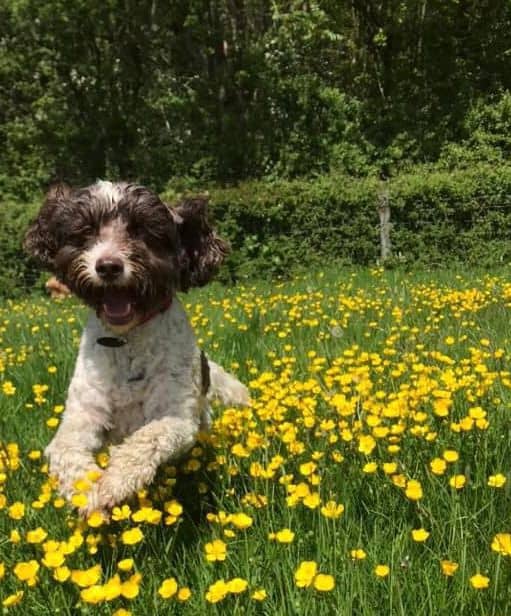 A small dog running in a field of grass and buttercups.
