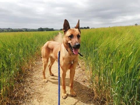 A large dog sitting in a field of wheat.