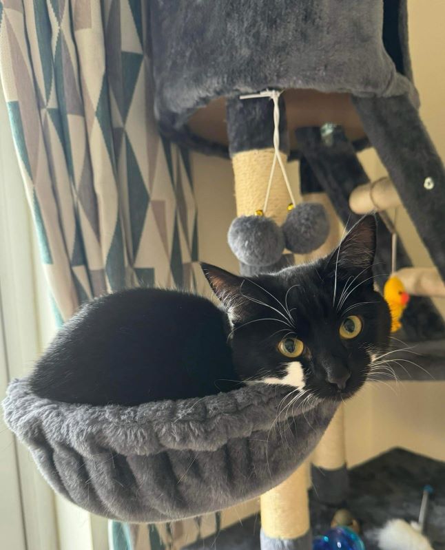 A black cat laying down on a cat tree.