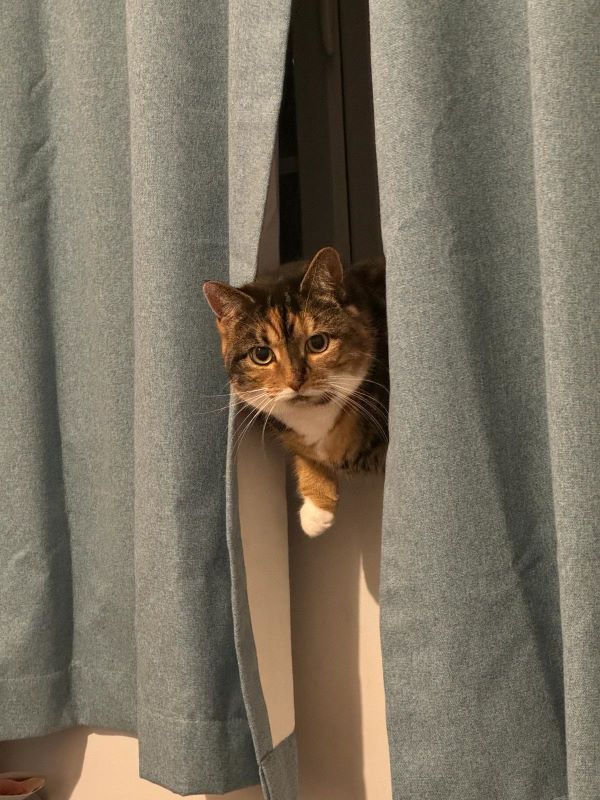 A cat peeking through some curtains