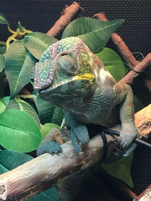 A chameleon on a branch.