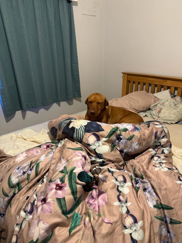 A dog laying on a bed. The dog is squinting thier eyes.