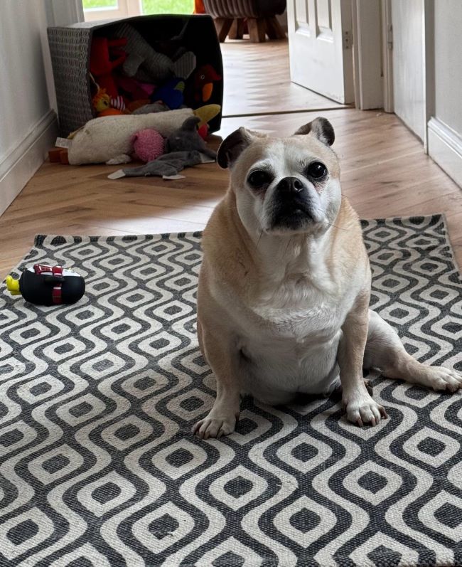 A dog sitting on a rug.