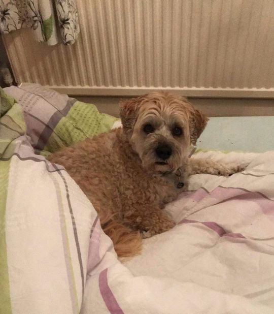 A small dog laying on a bed.