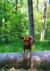 A brown dog jumping over a log in the woods.