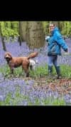 Sarah and two dogs in the woods. The woods are full of bluebells